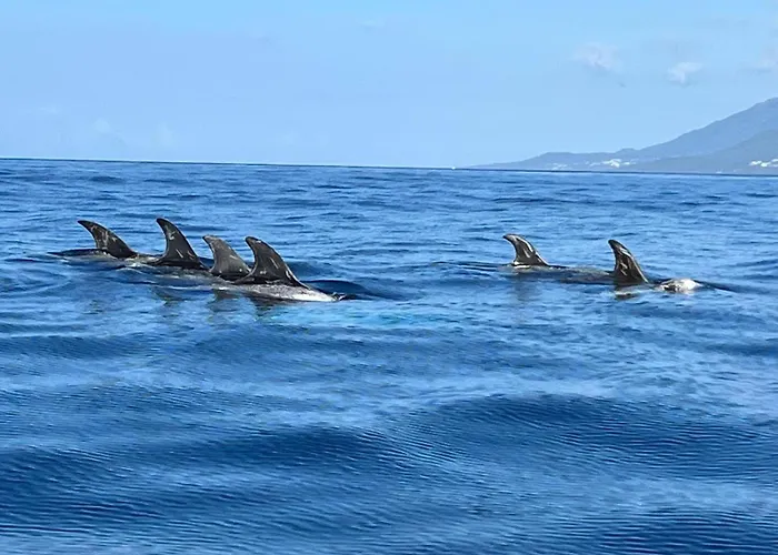 Casa Picobello Holiday home Calheta de Nesquim