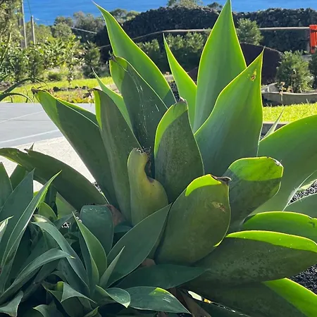 Casa Picobello Semesterbostad *