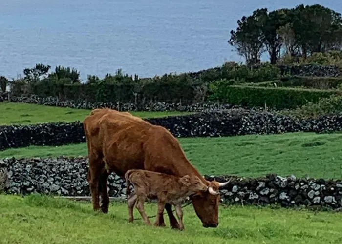 Casa Picobello 度假居 *